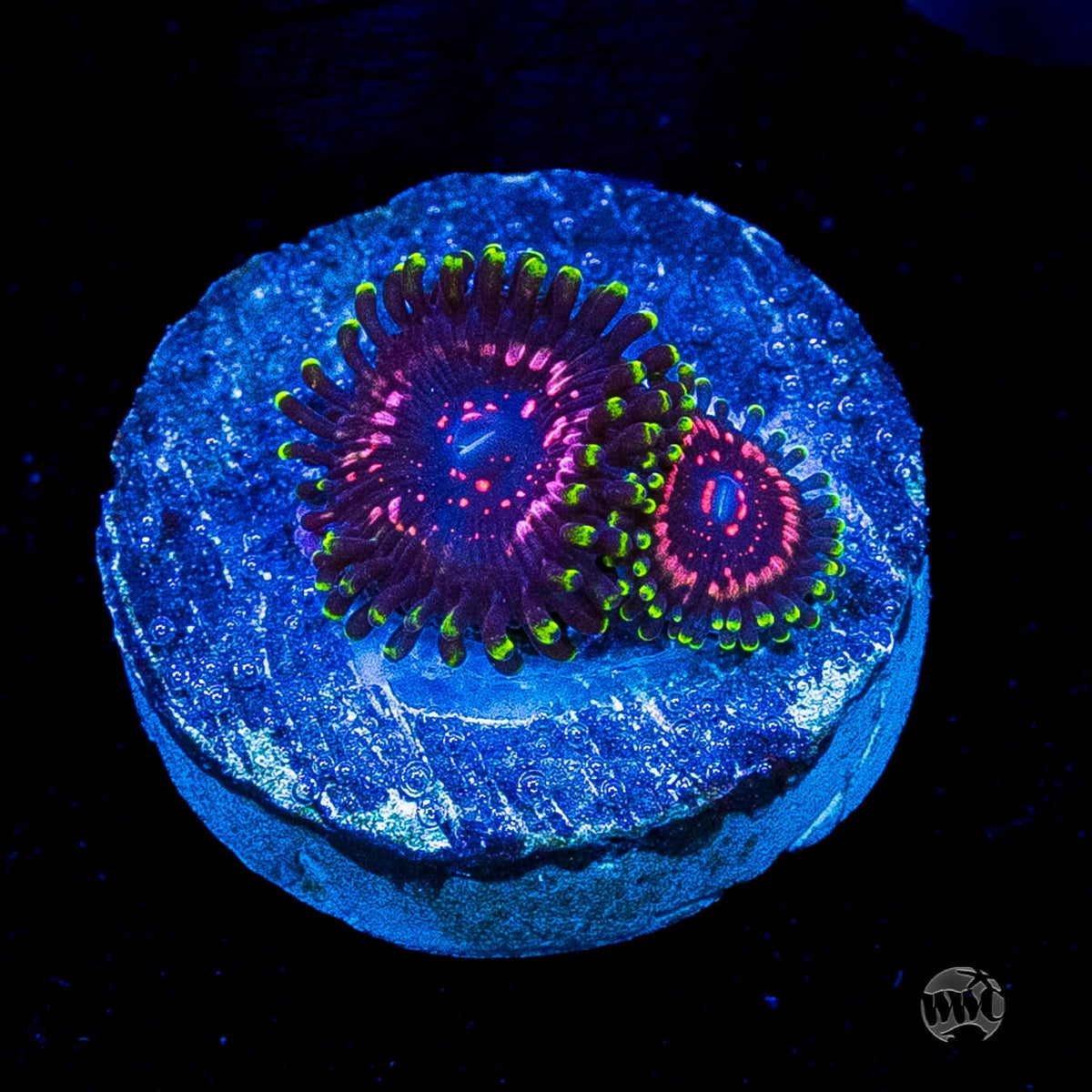 WWC Taser Zoanthids