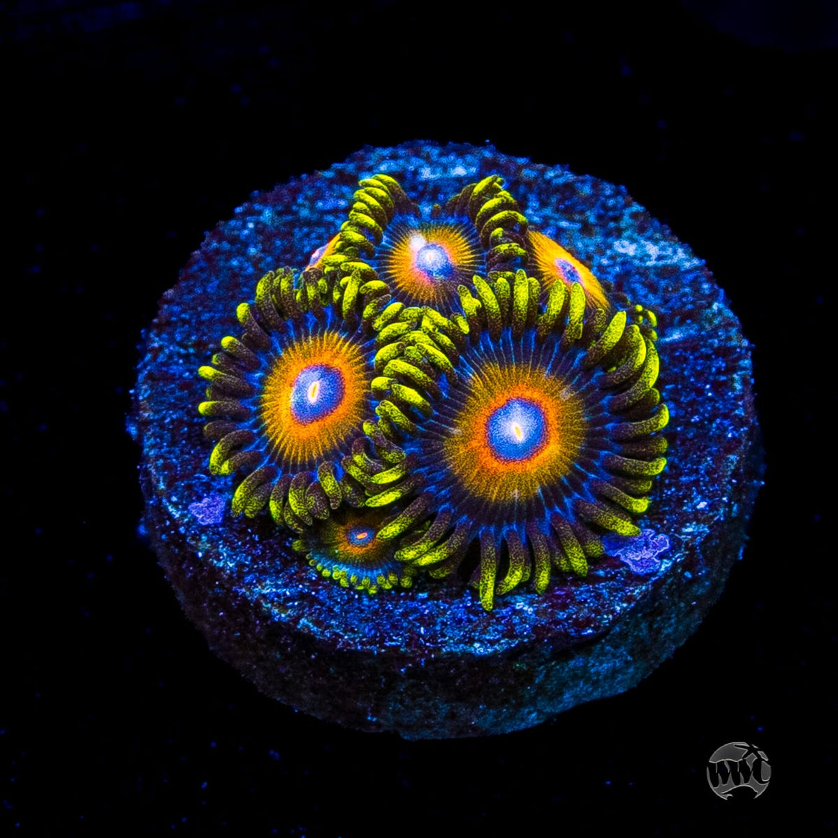 Super Saiyan Zoanthids
