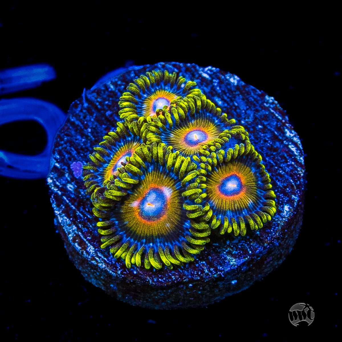 Super Saiyan Zoanthids