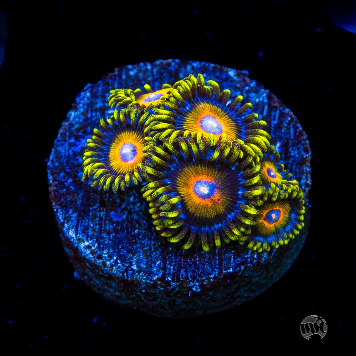 Super Saiyan Zoanthids
