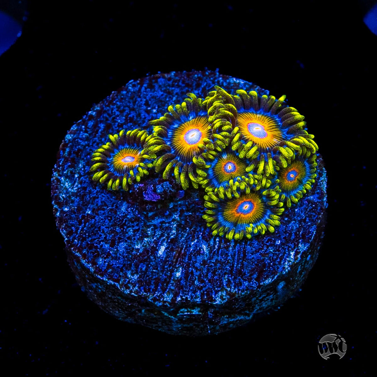 Super Saiyan Zoanthids