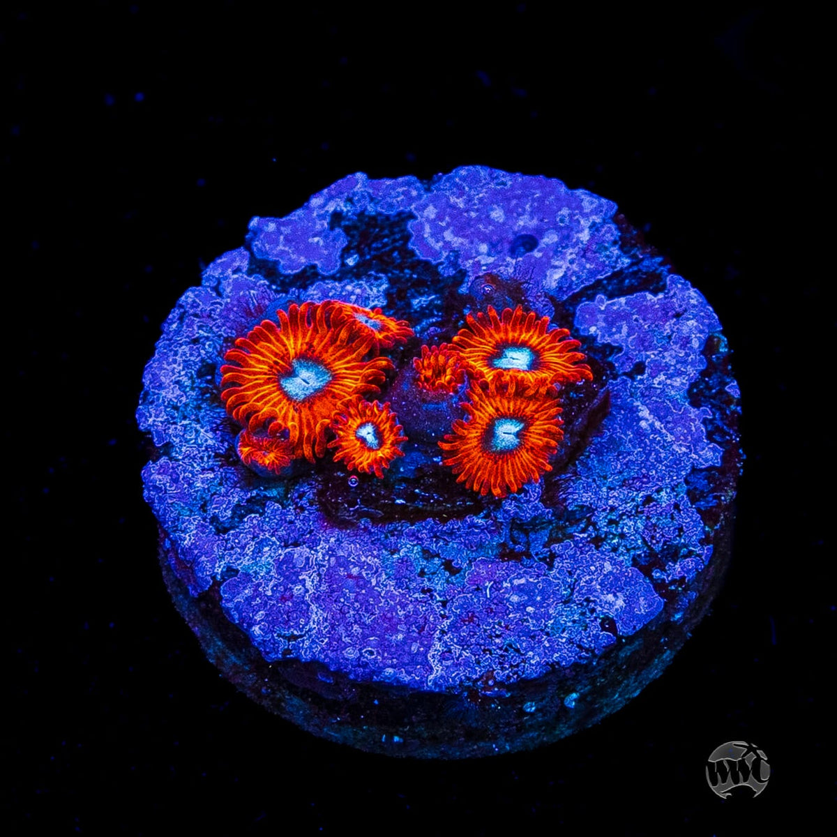 Charmanderz Zoanthids