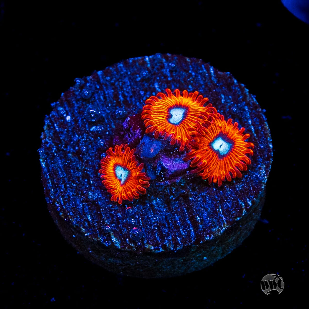 Charmanderz Zoanthids