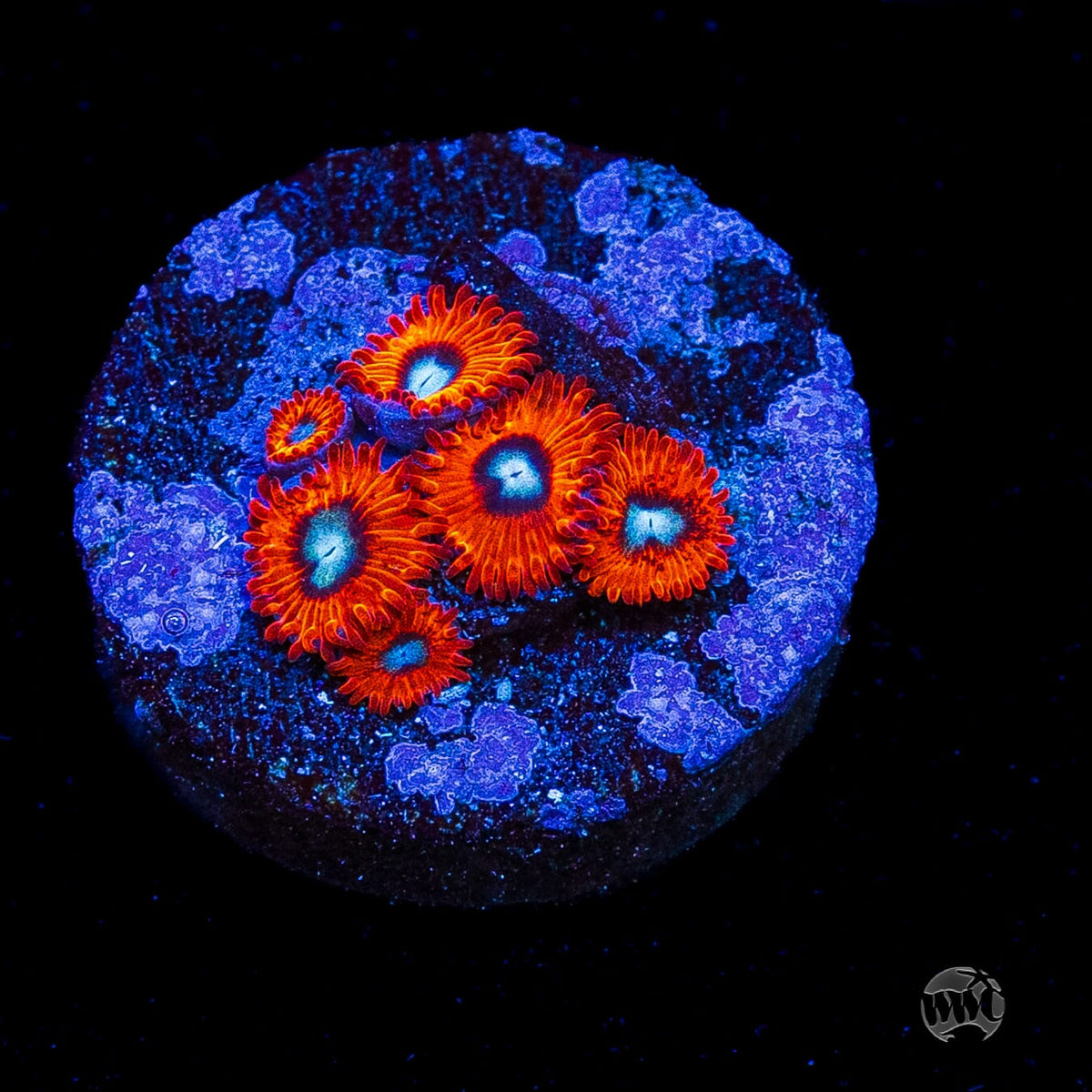 Charmanderz Zoanthids