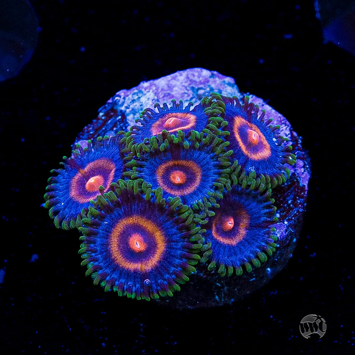 Supergirls Zoanthids