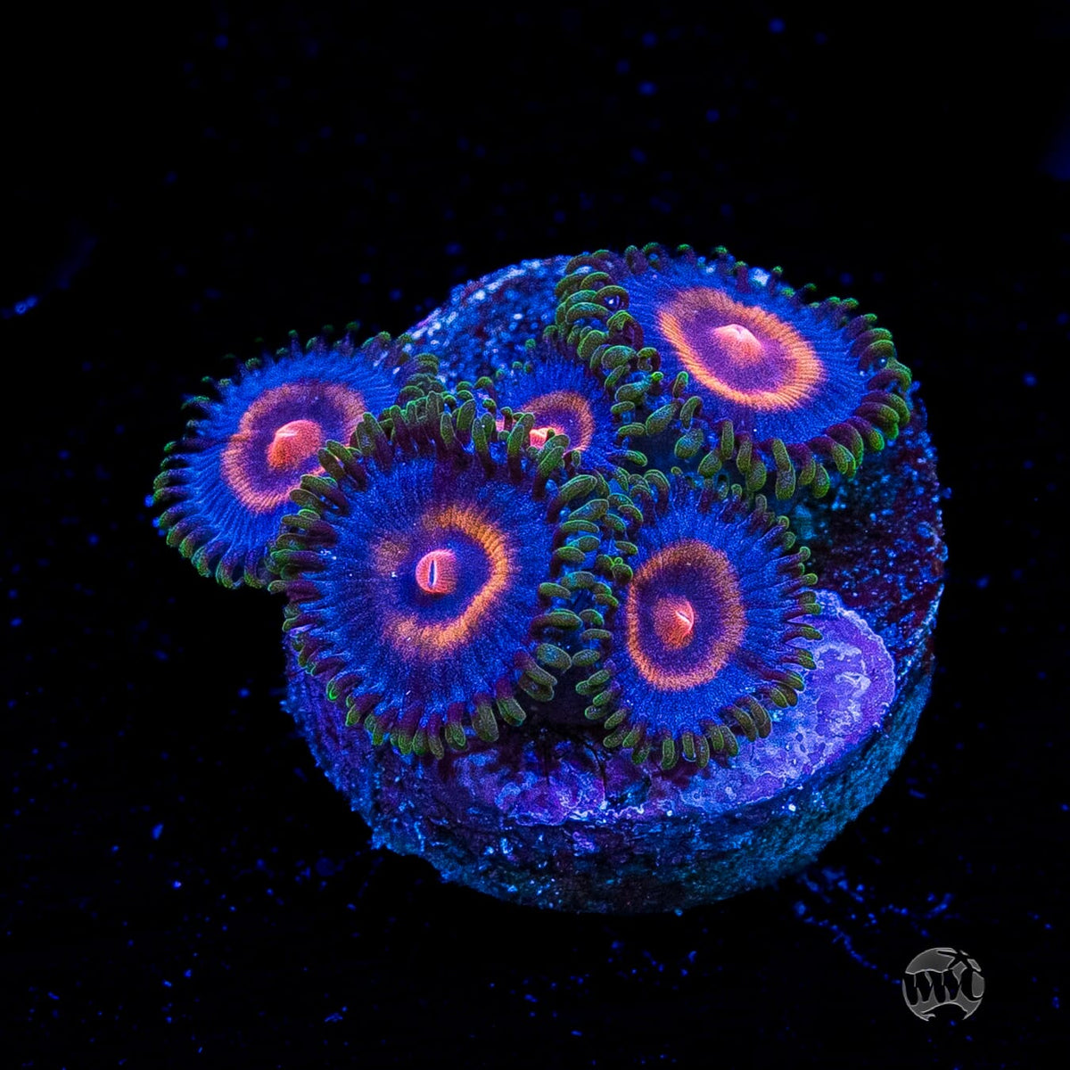 Supergirls Zoanthids