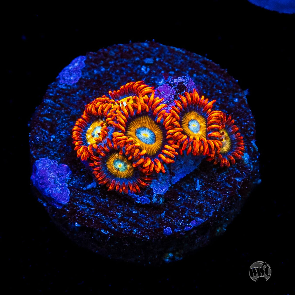 WWC Blondies Zoanthids