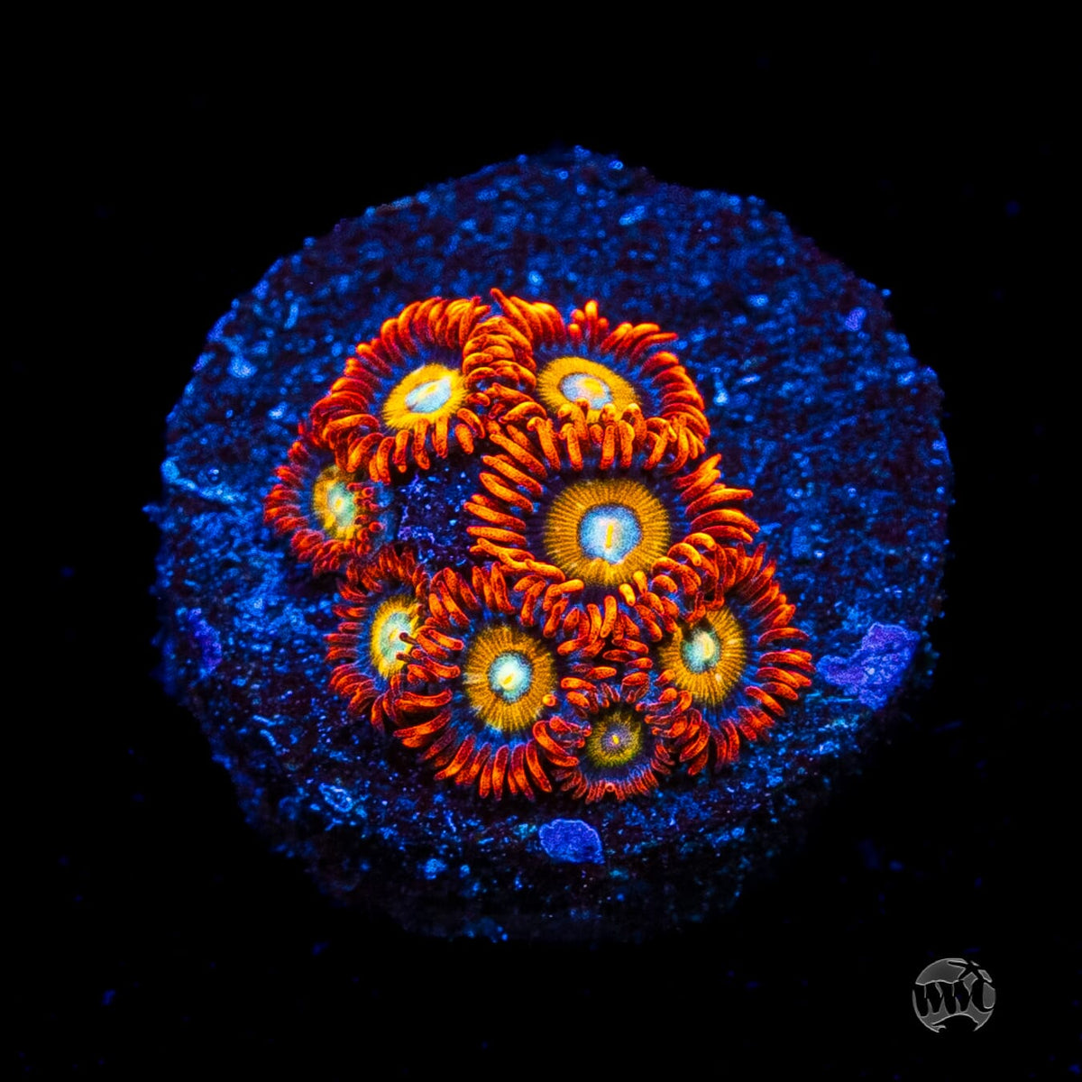 WWC Blondies Zoanthids