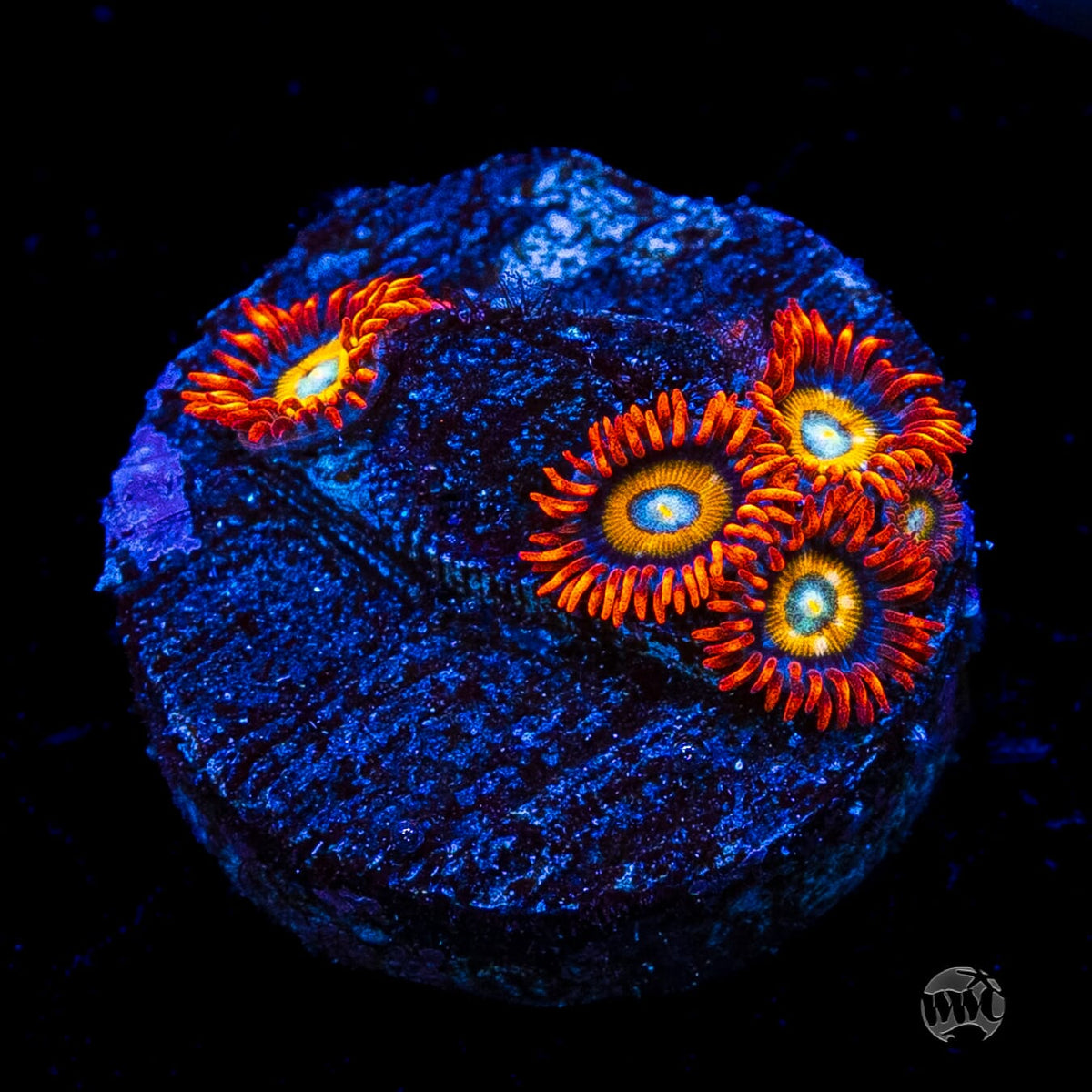 WWC Blondies Zoanthids