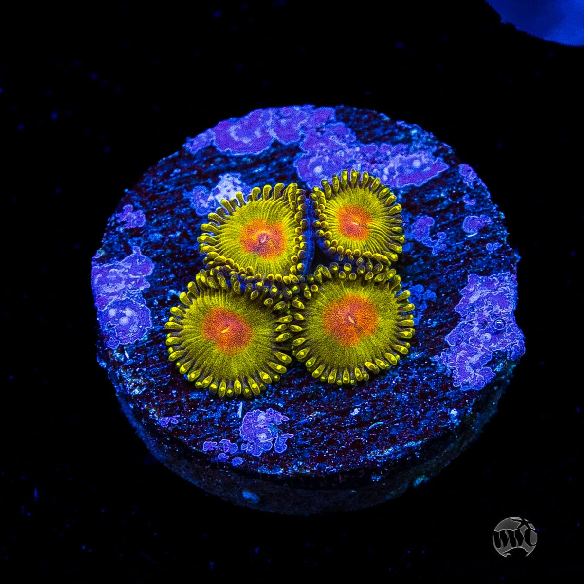 WWC Golden Gods Zoanthids