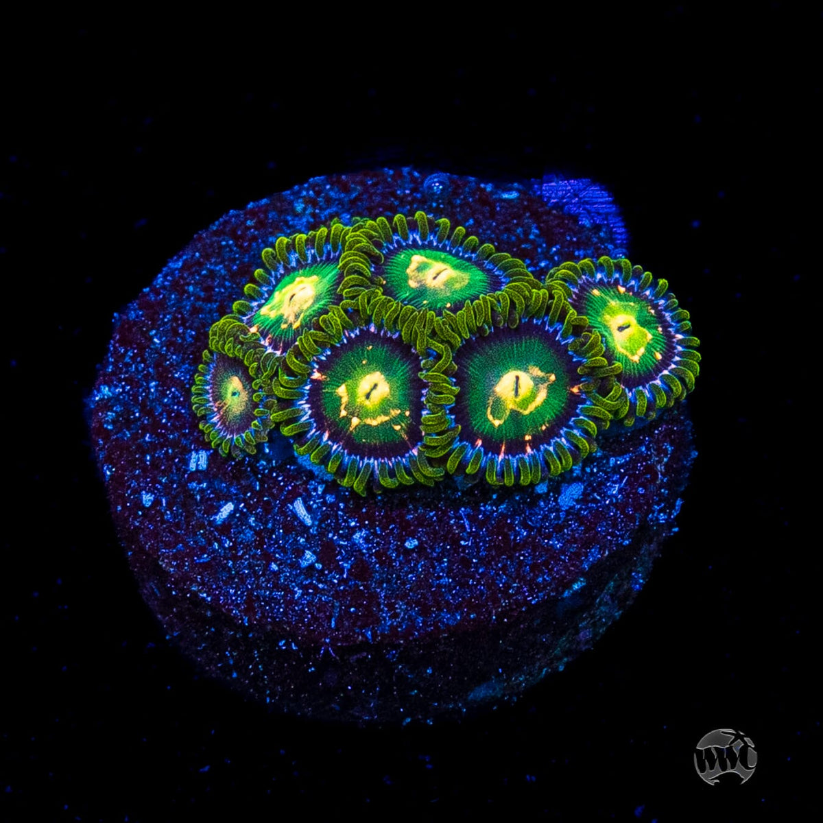 WWC Cosmic Dragon Eye Zoanthids