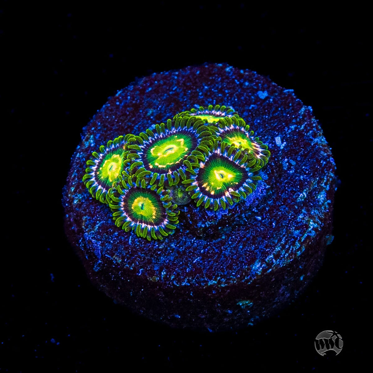 WWC Cosmic Dragon Eye Zoanthids