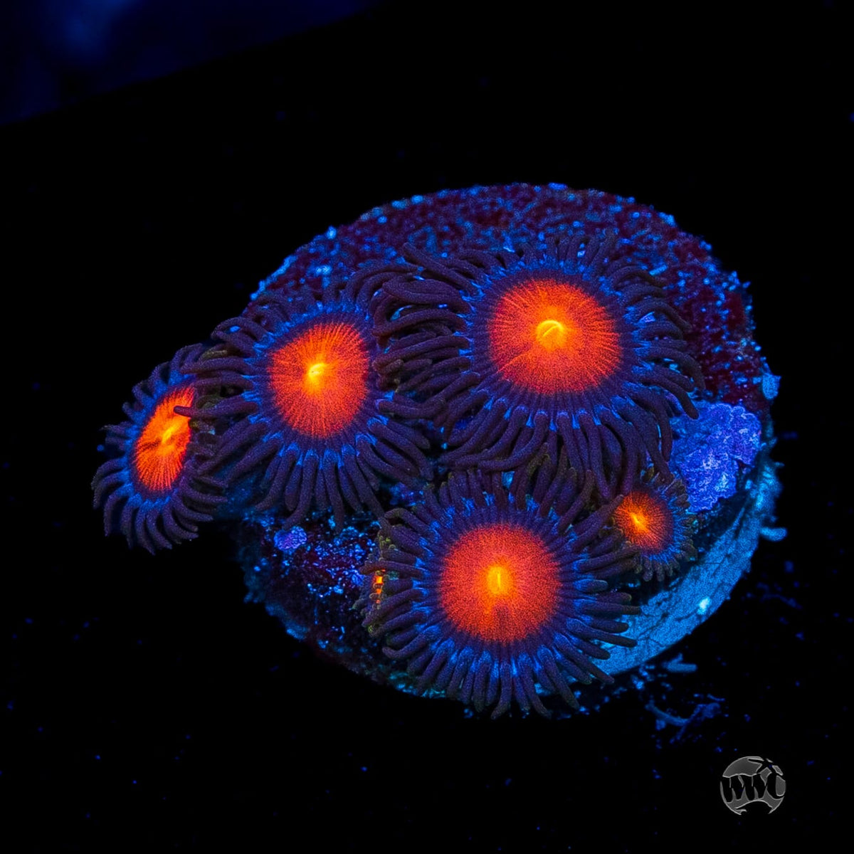 WWC Burning Mans Zoanthids