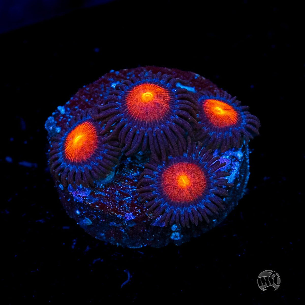 WWC Burning Mans Zoanthids