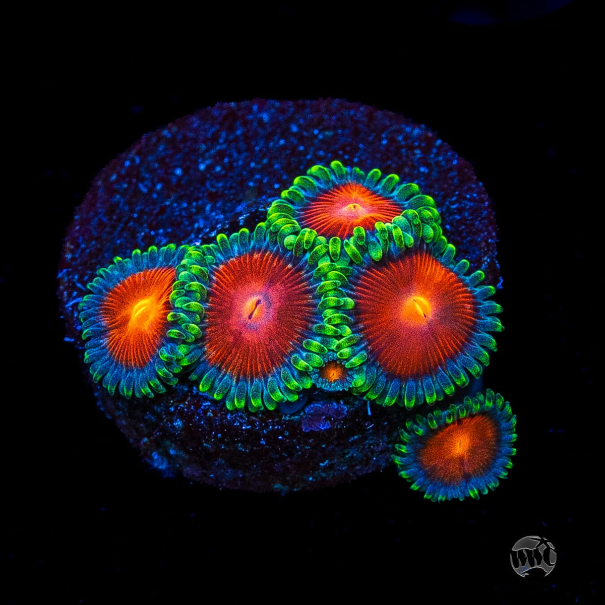 WWC Elemental Fury Zoanthids