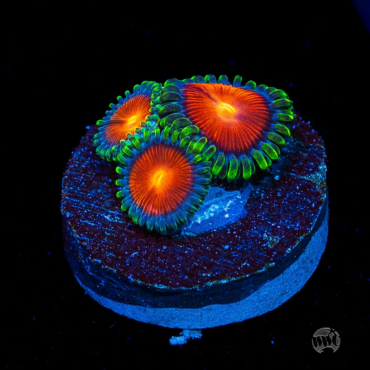 WWC Elemental Fury Zoanthids