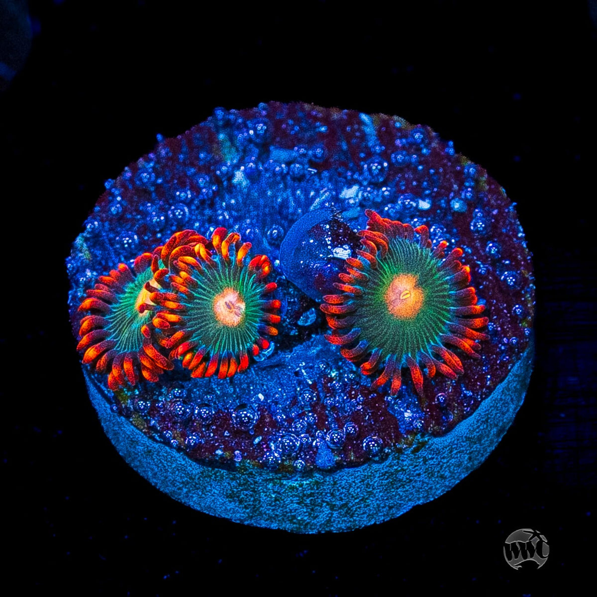 Gatorade Zoanthids
