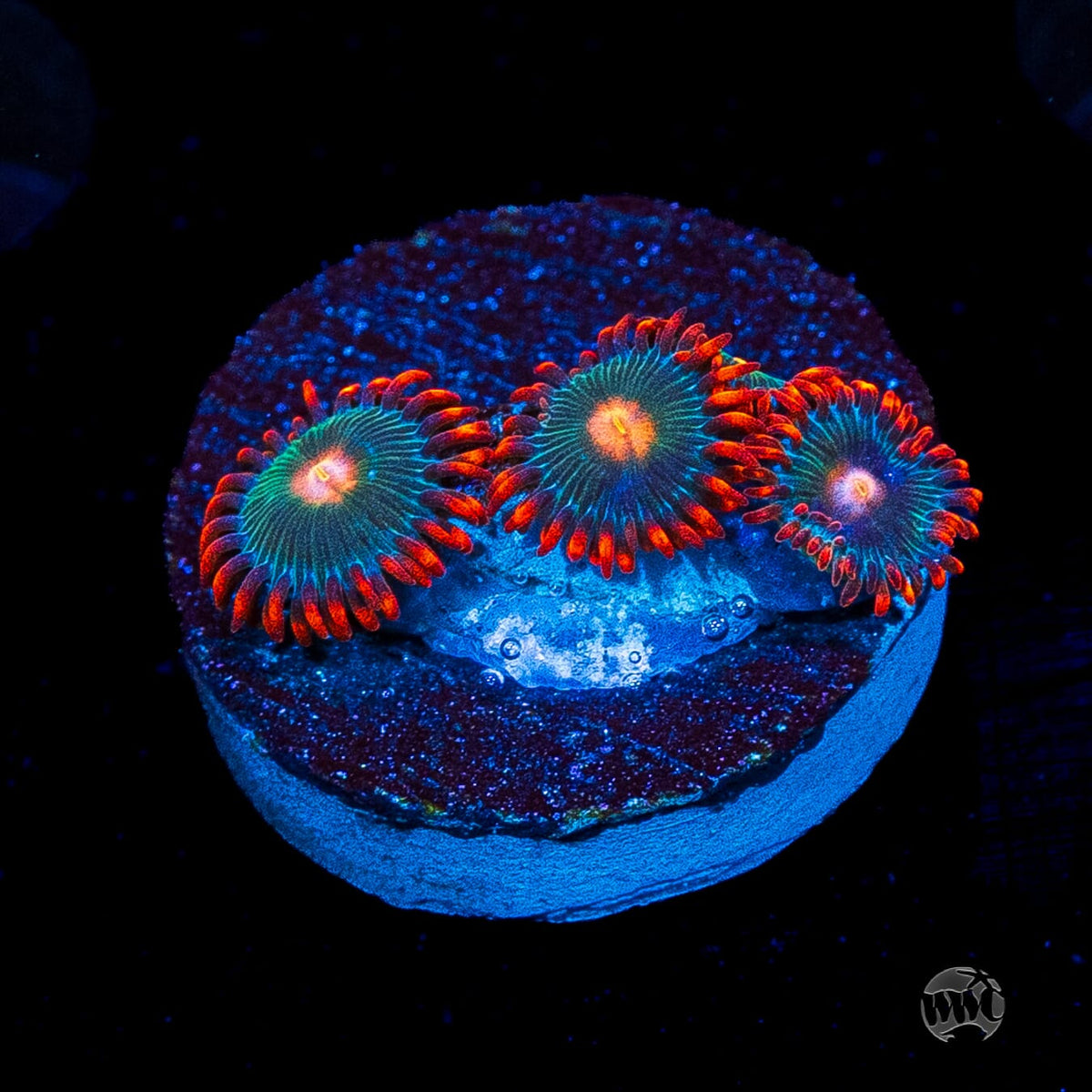 Gatorade Zoanthids