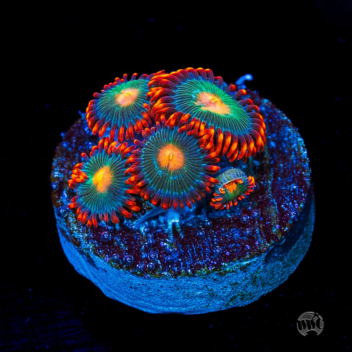 Gatorade Zoanthids