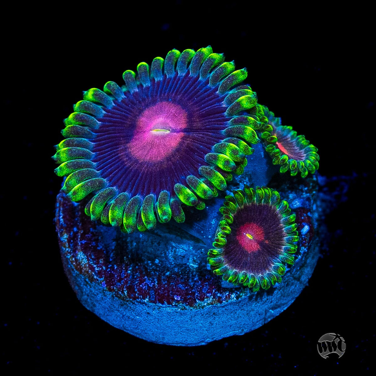 WWC Lucky Kentucky Zoanthids