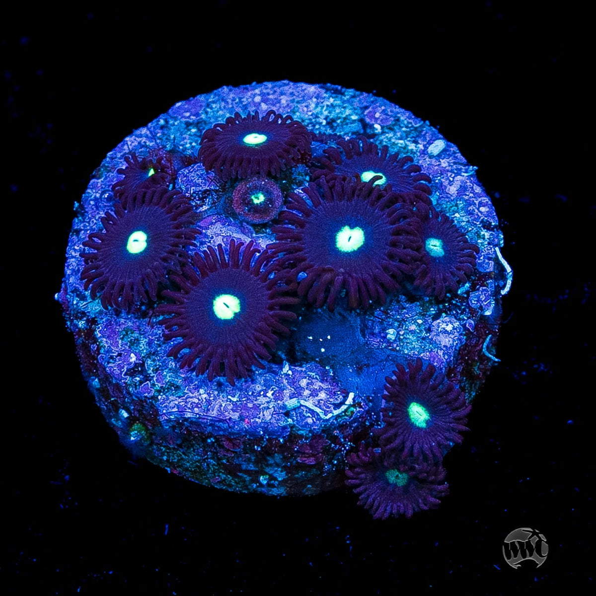 Tic Tac Zoanthids