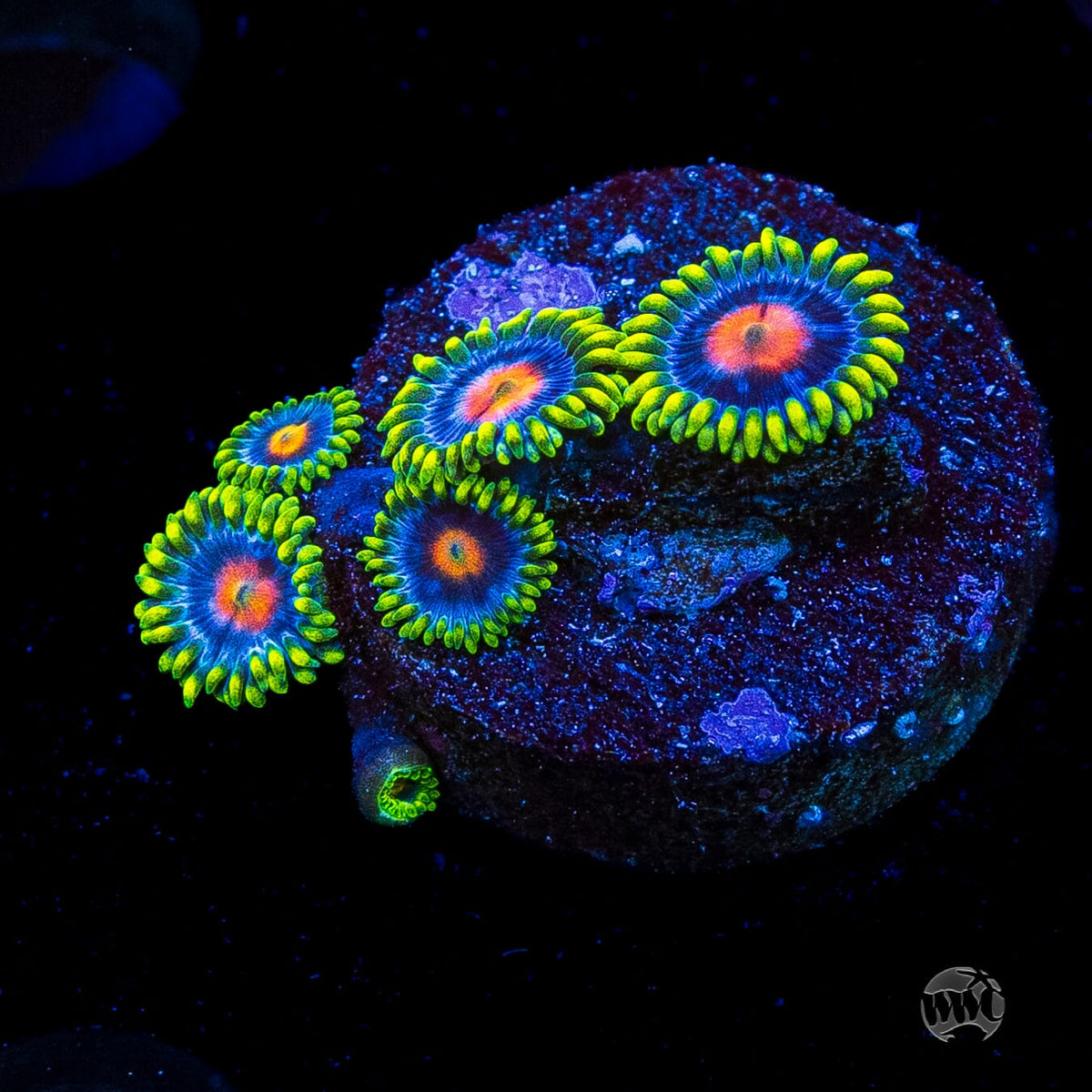 WWC Ultimate Blowpop Zoanthids