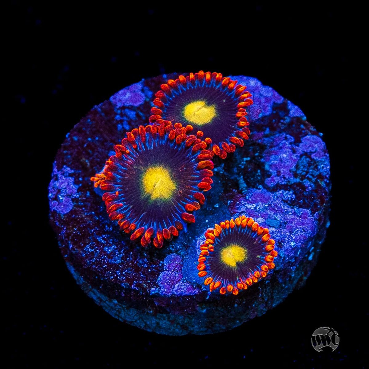 WWC Mandarin Monster Zoanthids