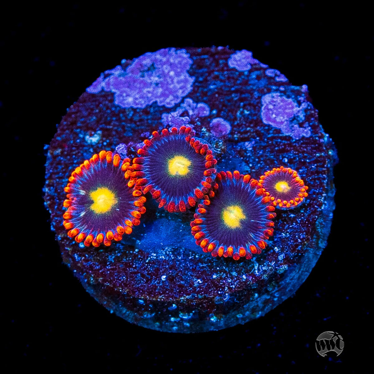 WWC Mandarin Monster Zoanthids