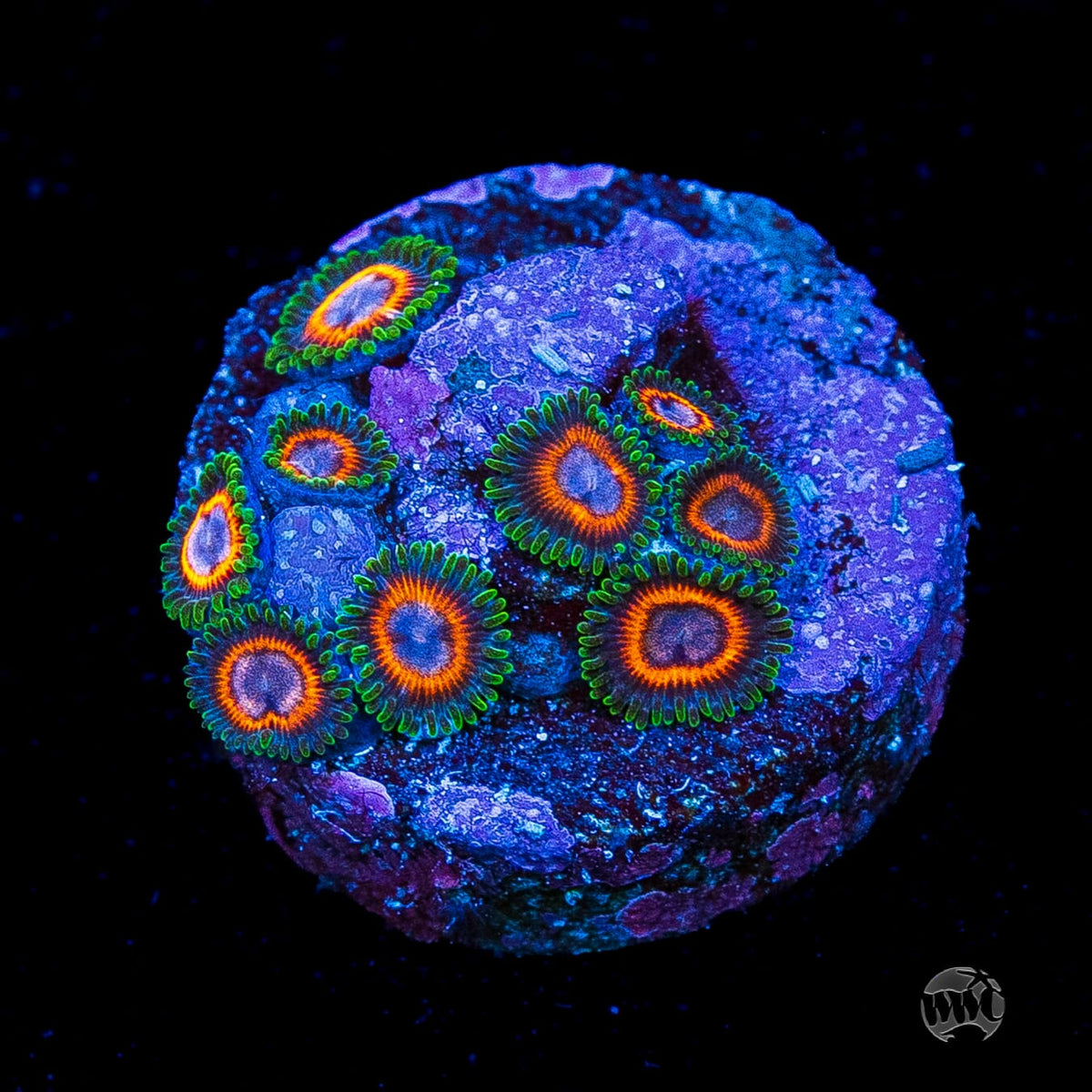 Jason Fox Fairy Tales Zoanthids
