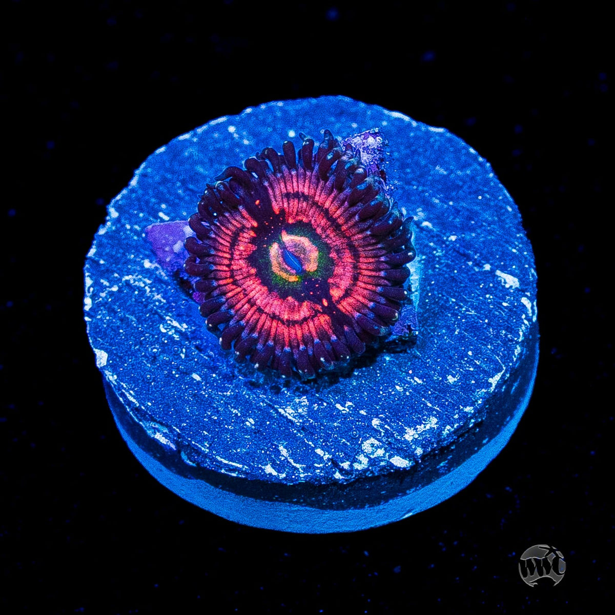 WWC Van Damme Zoanthid