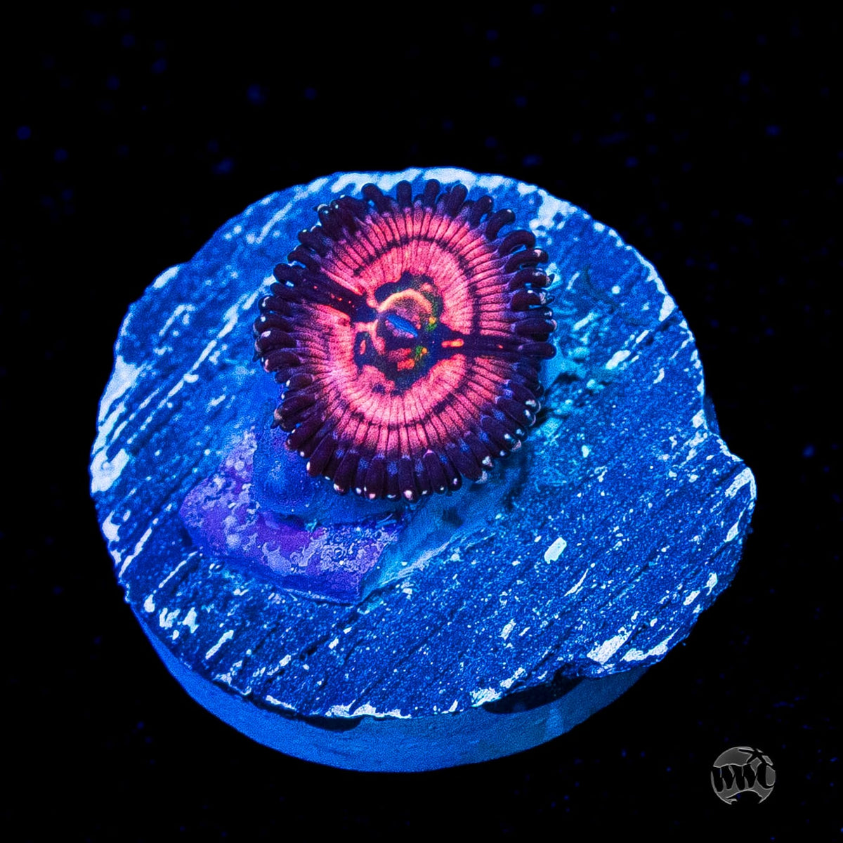 WWC Van Damme Zoanthid