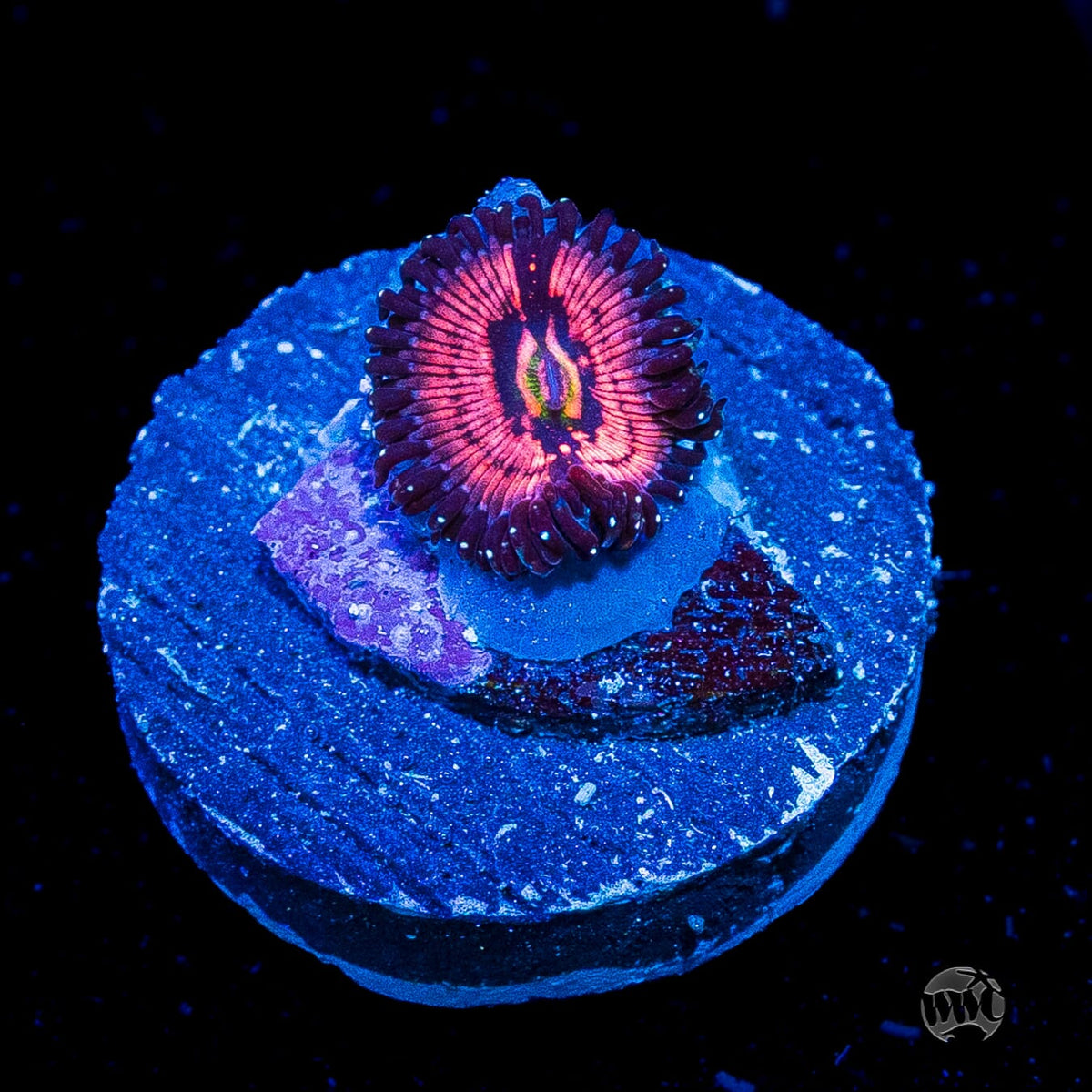 WWC Van Damme Zoanthid