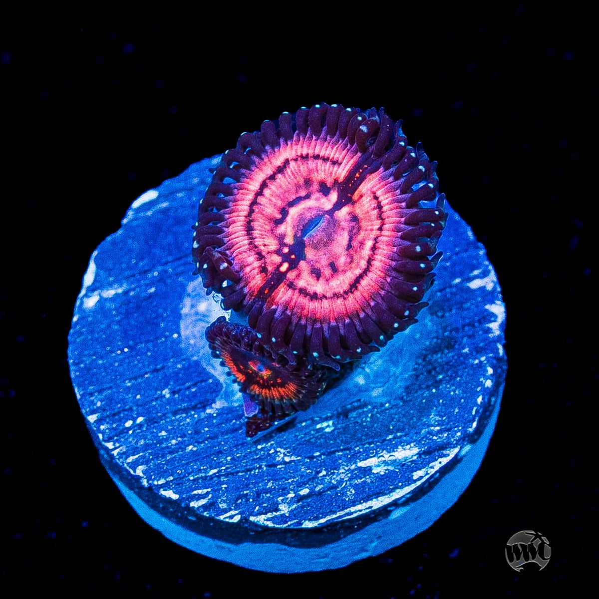 WWC Van Damme Zoanthids
