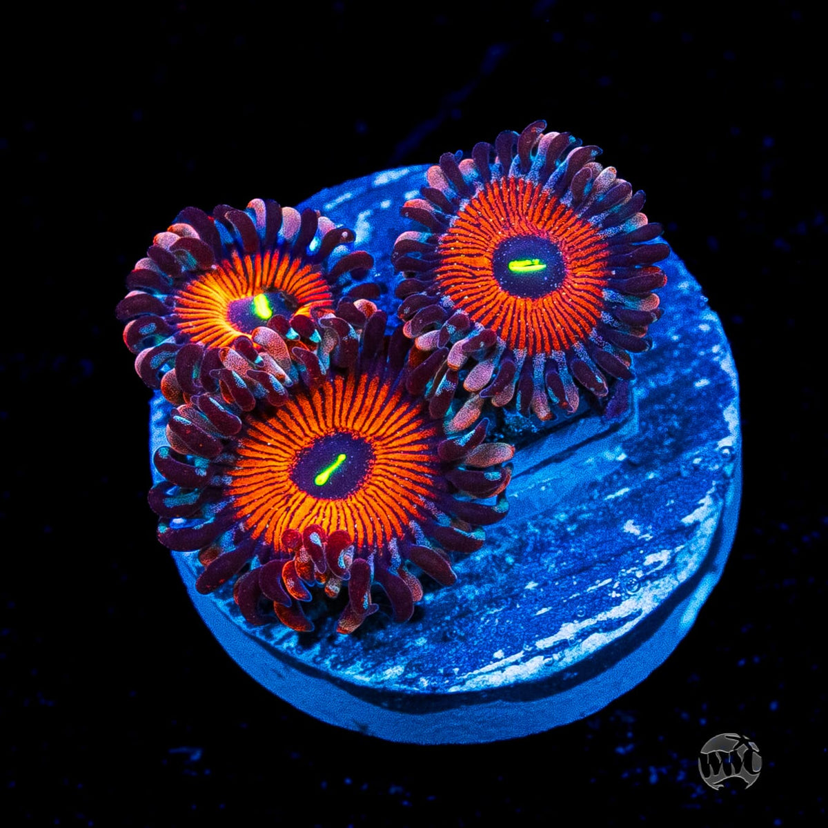 Seduction Zoanthids