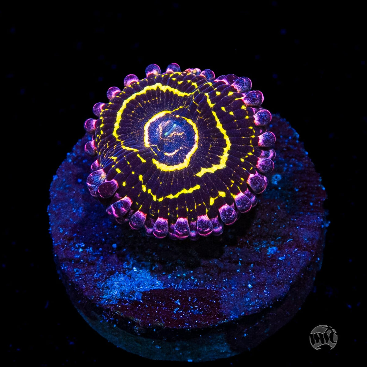 Stratosphere Zoanthids