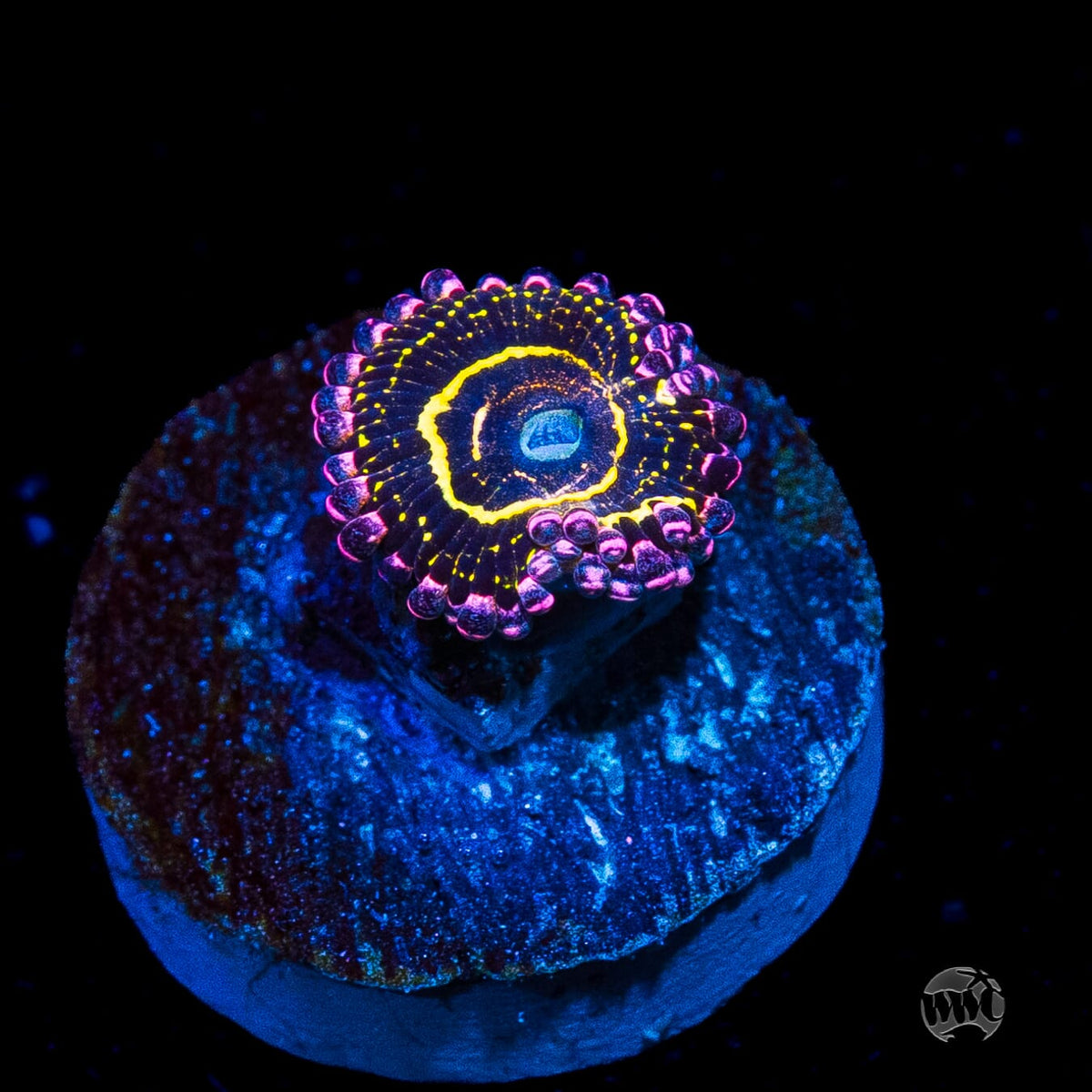 Stratosphere Zoanthids