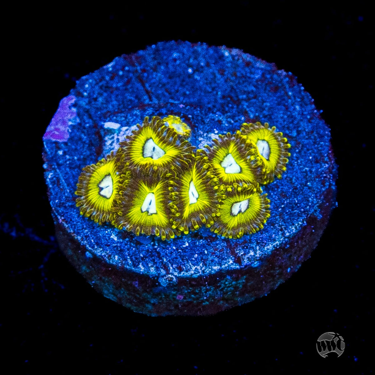 Pikachuz Zoanthids