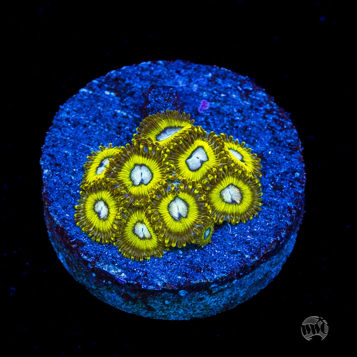 Pikachuz Zoanthids