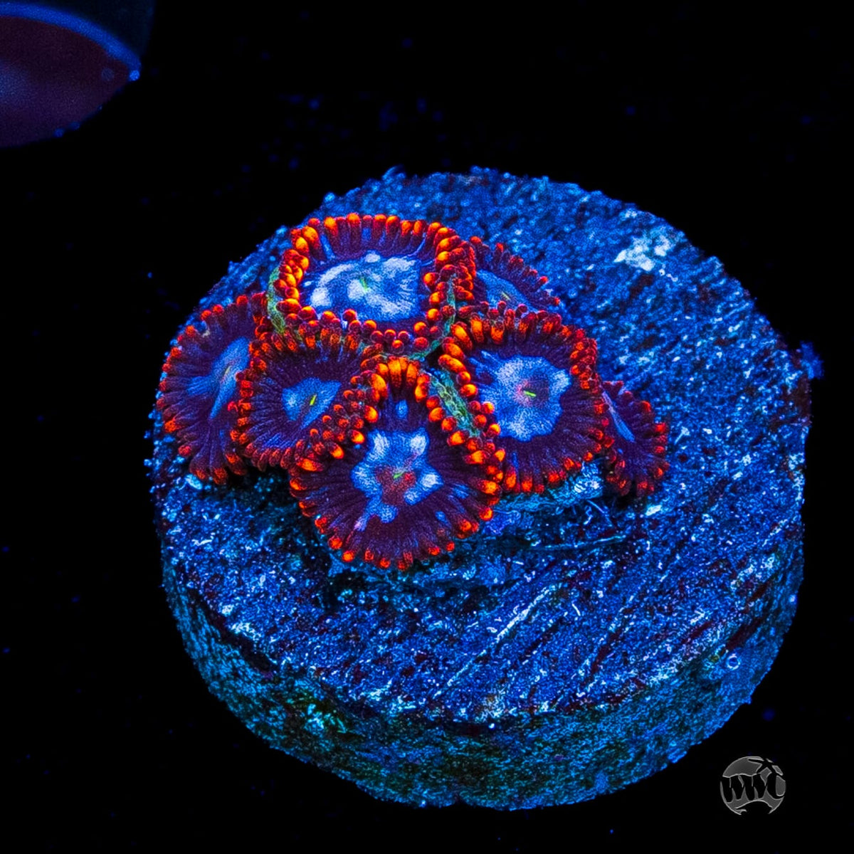 Fire and Ice Zoanthids
