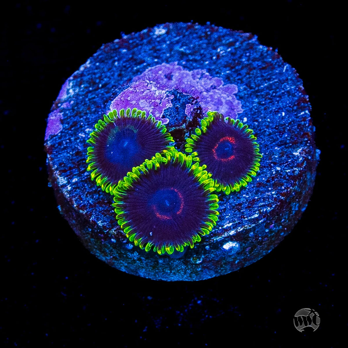 WWC Purple Heart Zoanthids