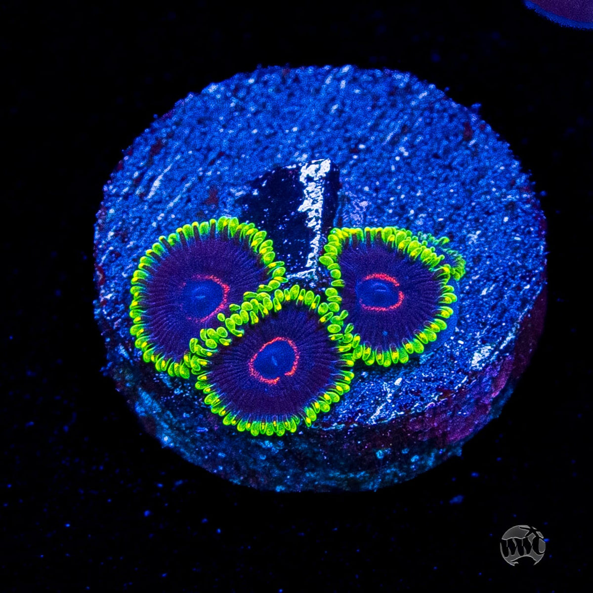 WWC Purple Heart Zoanthids