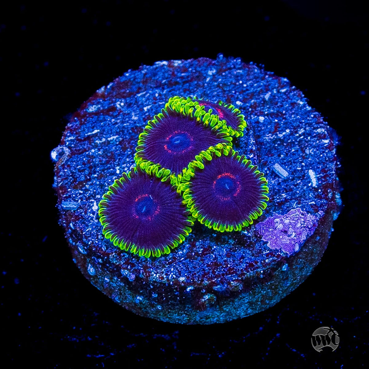 WWC Purple Heart Zoanthids