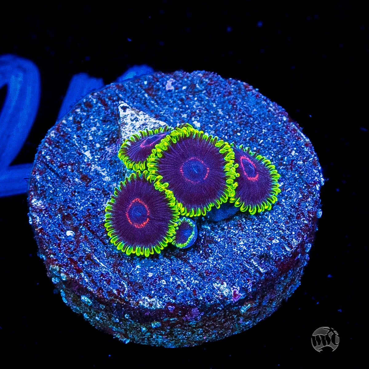 WWC Purple Heart Zoanthids