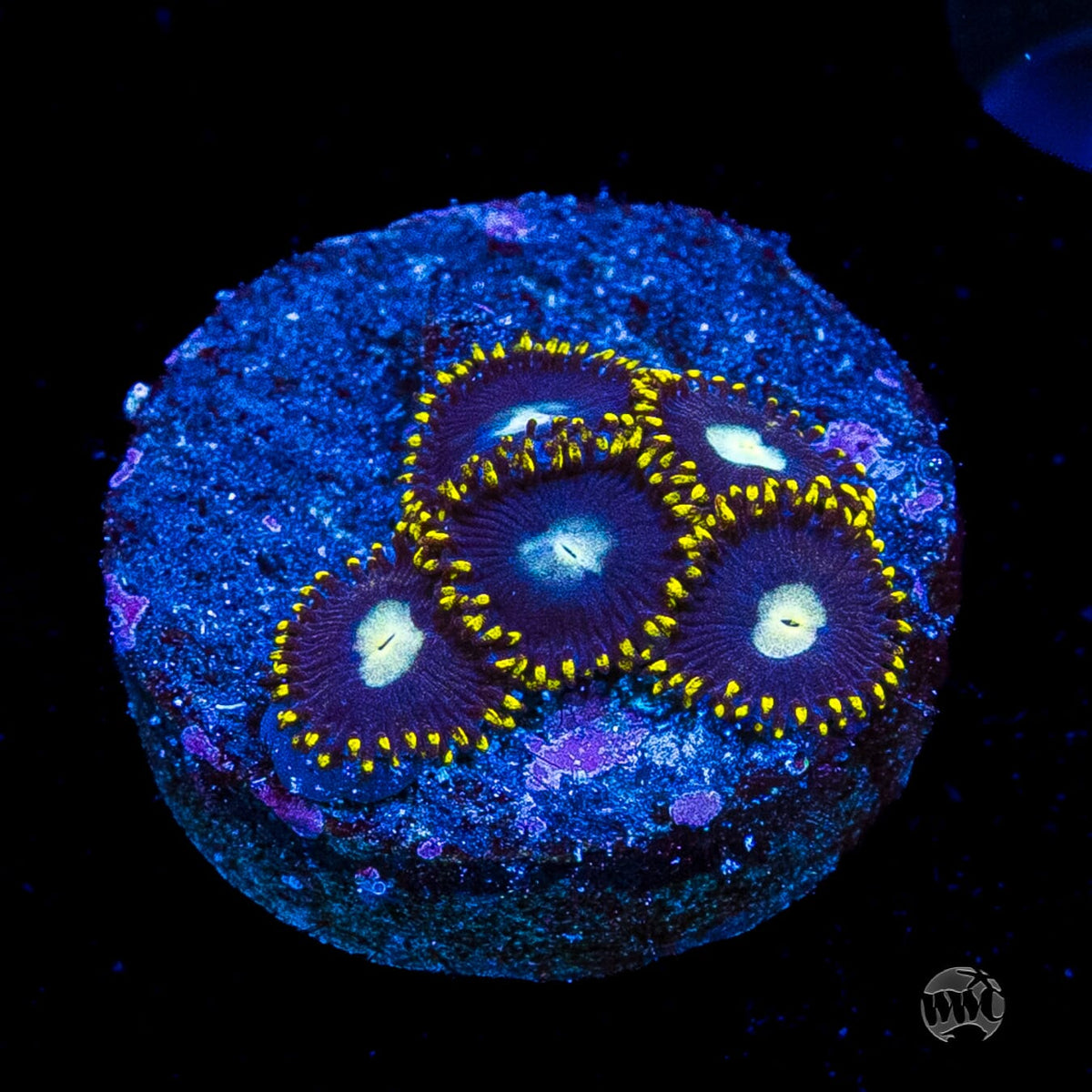 WWC Crown Royal Zoanthids
