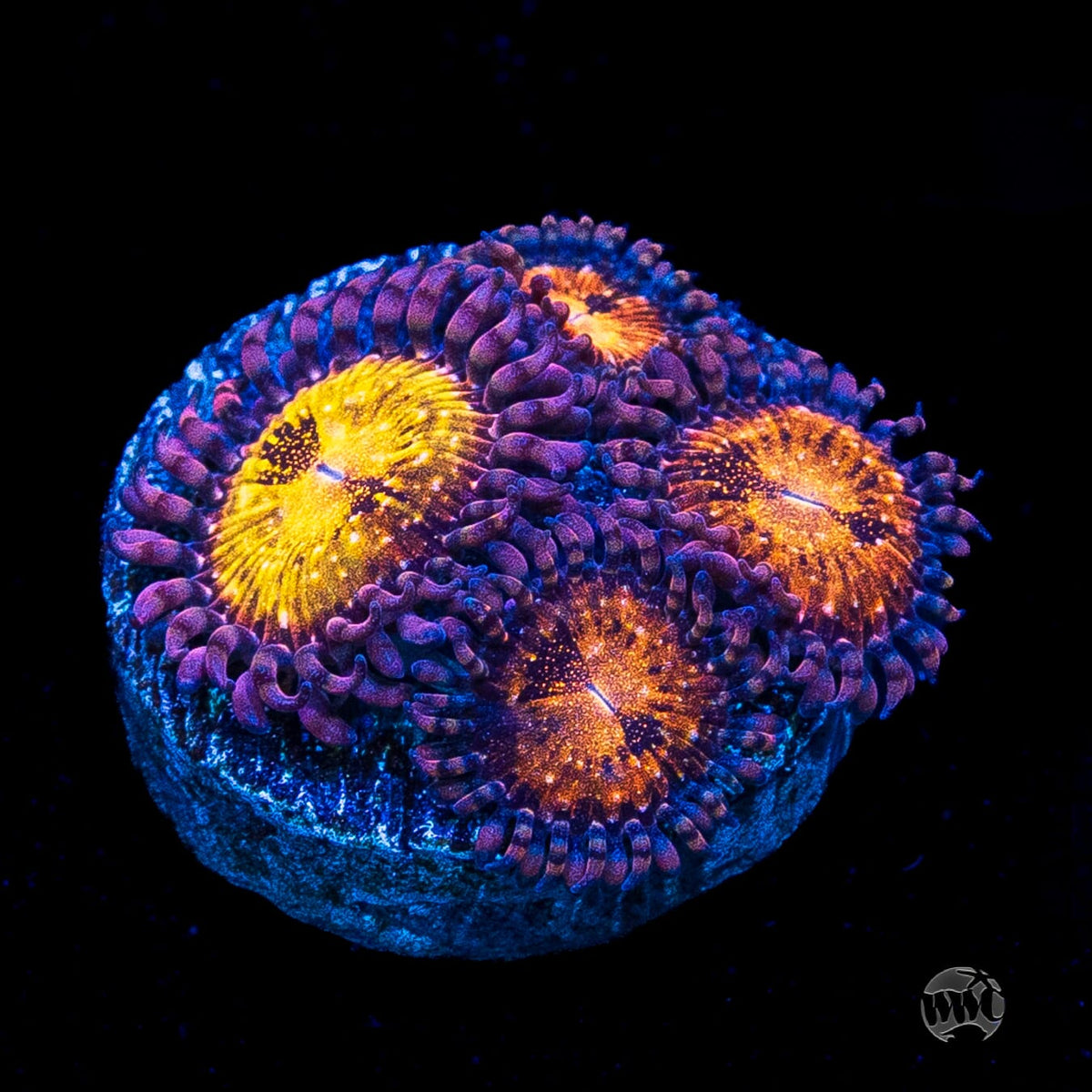 WWC Pandoras Zoanthids