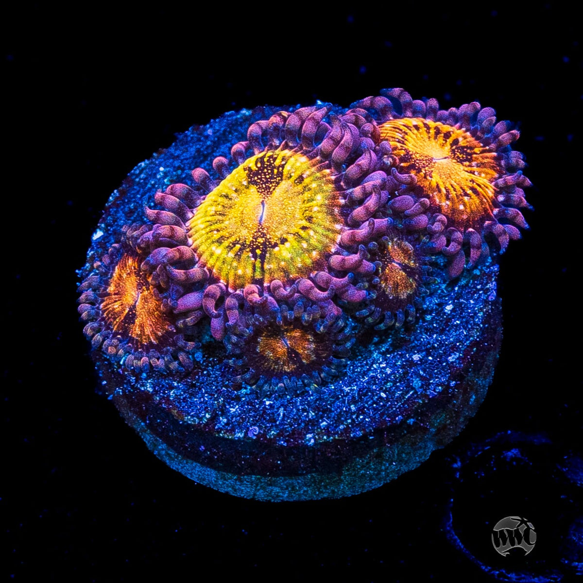 WWC Pandoras Zoanthids