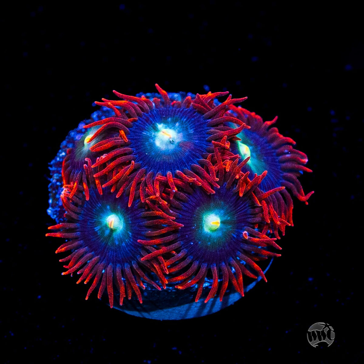 WWC Wildfire Zoanthids