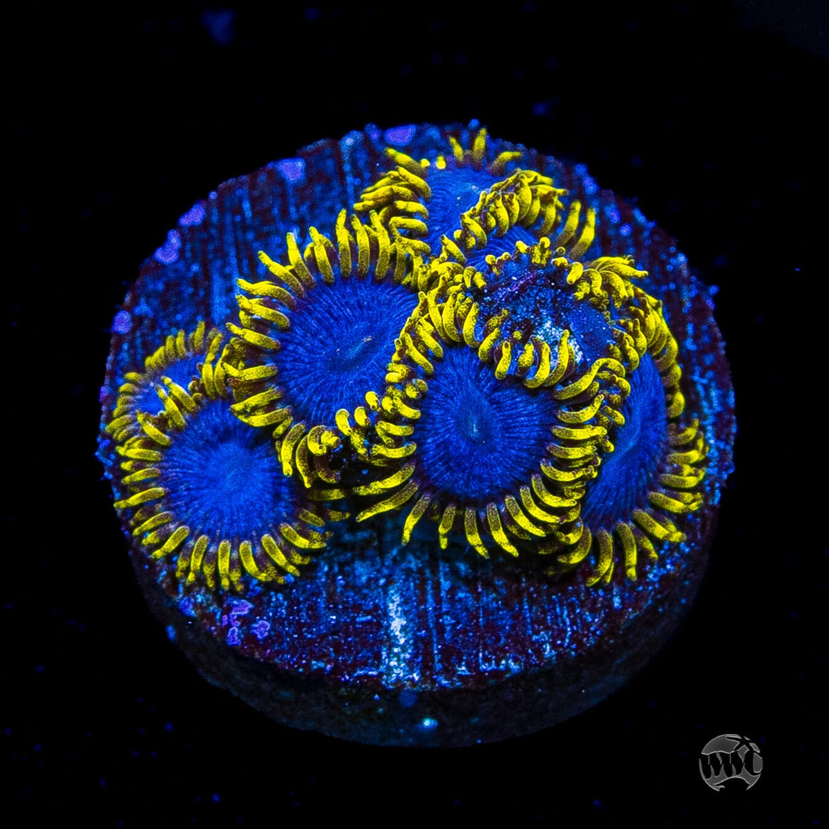 WWC Blue Angels Zoanthids