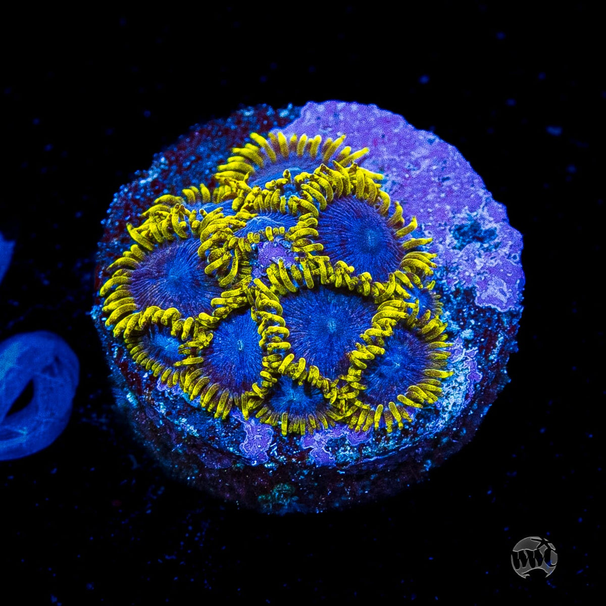 WWC Blue Angels Zoanthids