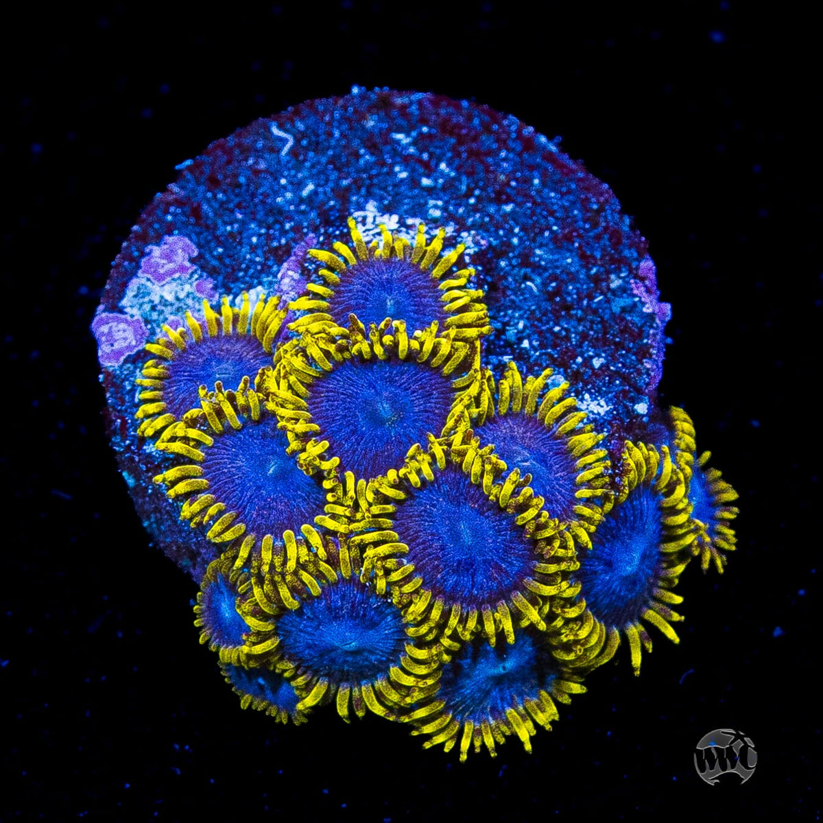 WWC Blue Angels Zoanthids